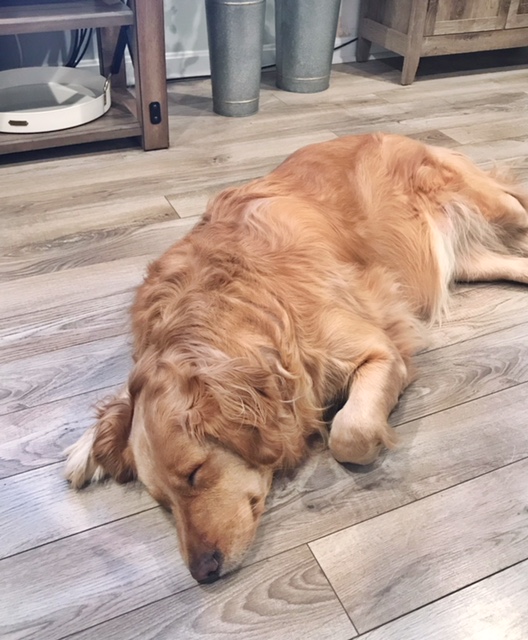 a golden retriever sleeping on the floor